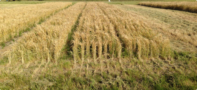 Barley crop showing a green perennial grass understory.