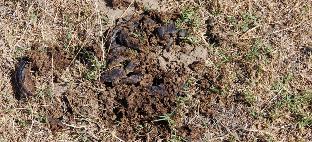 Dung beetle activity