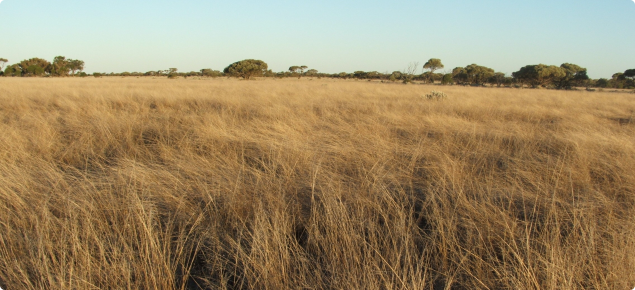 Open Nullarbor myall woodland before fire