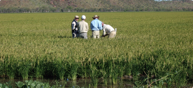 Commercial Rice grown in the Ord River Irrigation Area