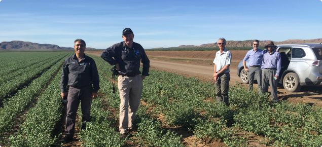 Members of the Curtin Uni team in a chickpea crop in the Ord River Irrigation Area