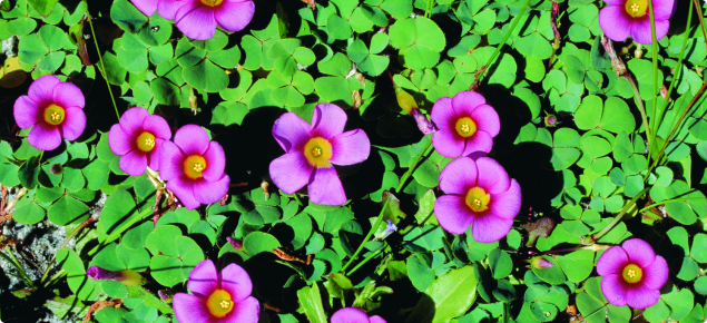 Purple flowers and green vegetation of a weed species Oxalis purpurea