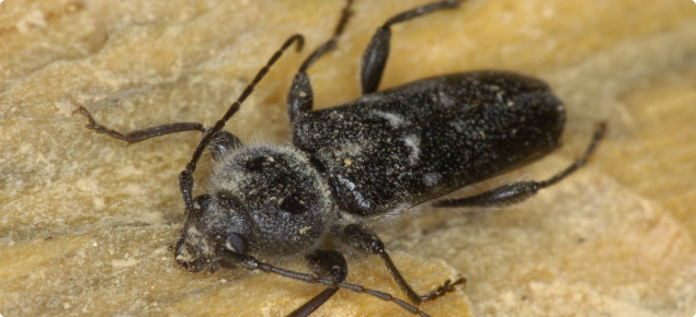 EHB Adult Beetle