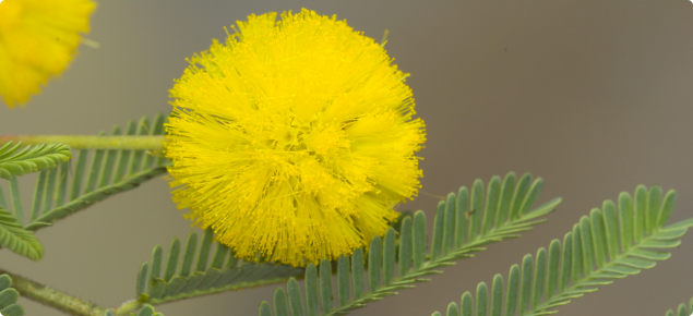Acacia nilotica yellow flower and leaves