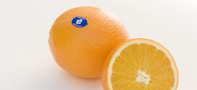 Healthy Western Australian orange