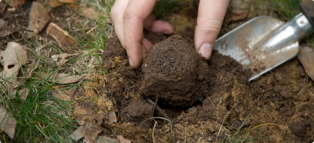 truffle being harvested with hand trowel