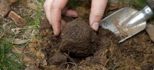 ripe black truffle being carefully unearthed with trowel