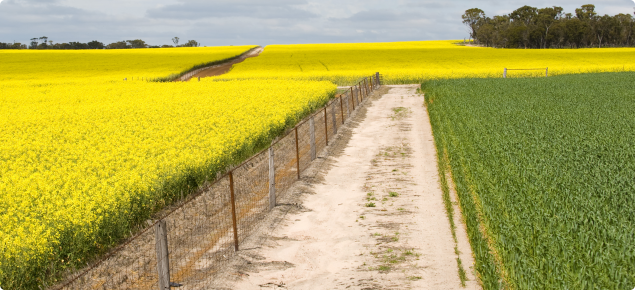 Flowering canola crop on the left with a clean barrier fence-line in the middle of the image with a wheat crop in the adjacent paddock