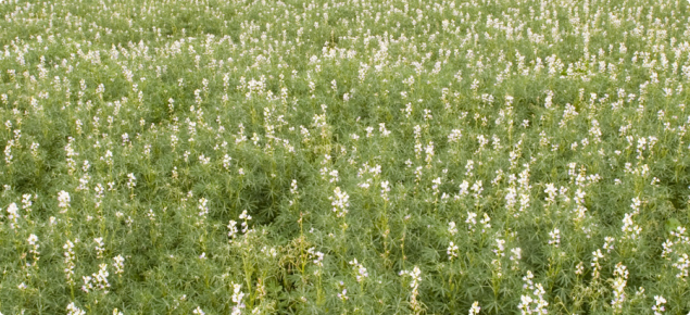 A flowering lupin crop