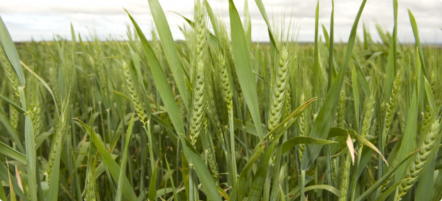 Wheat heads in paddock