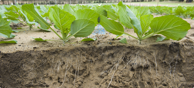 Banded fertilsier in a cabbage crop