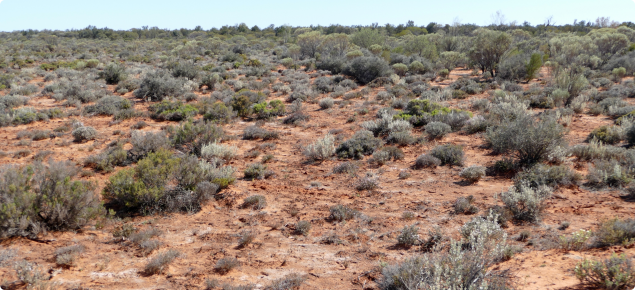 Photograph of mixed chenopod shrub plain pasture in good condition in the southern rangeland