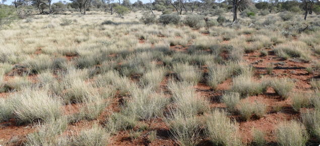 Photograph of a Wanderrie grass pasture in good condition