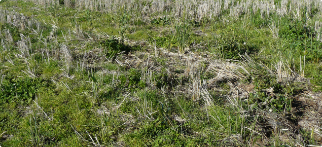 Broad-leafed weeds and grasses form a green bridge in paddock