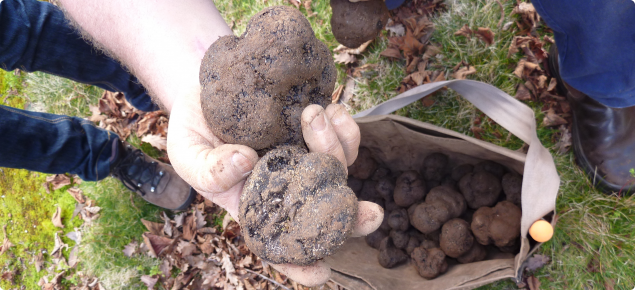 Hand holding two freshly harvested truffles above a bag of truffles