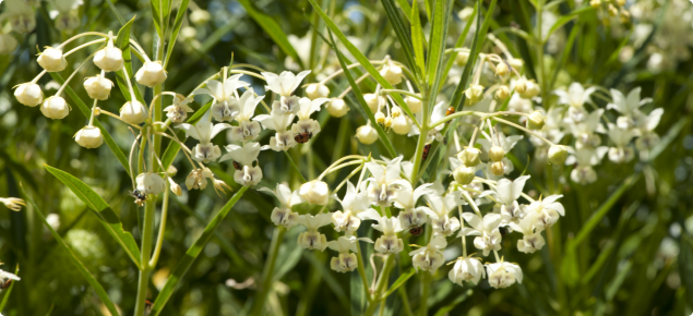 Cotton bush flowers