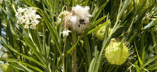 Cotton bush, left to right flowers, open pod with cotton and seeds and pod