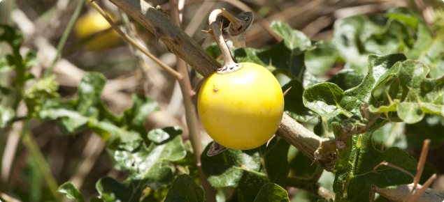 Apple of Sodom, mature fruit yellow in colour
