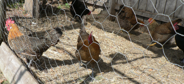Chickens in a well fenced fowl run.