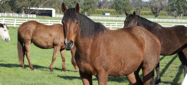 Horses in paddock