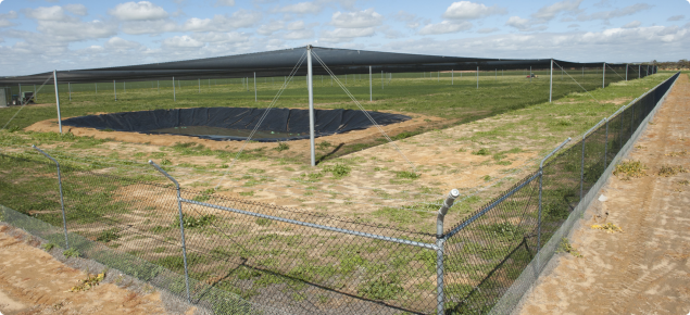 Bird netting covering the NGNE facility at Merredin