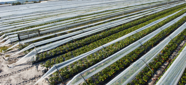 Strawberry production under cloches