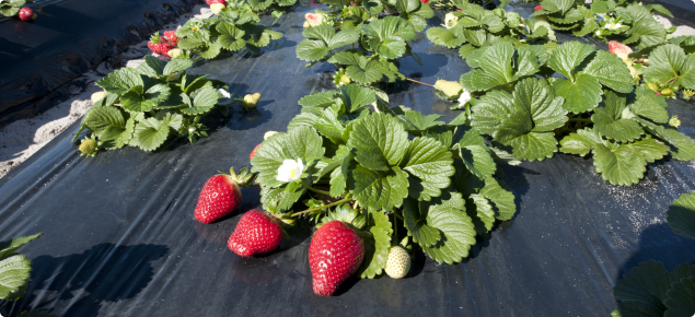 Strawberries growing on plastic