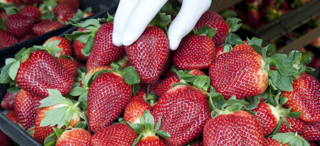 Freshly picked strawberries