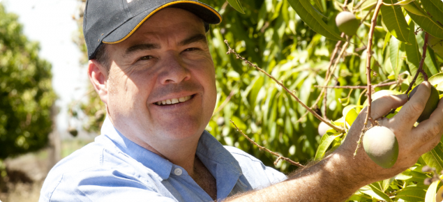 Peter Johnson in mango plantation at Kununurra