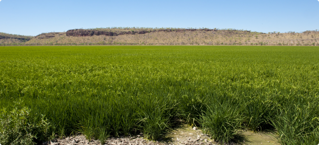 Rice field in Kununurra