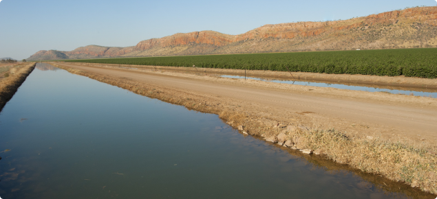 Irrigated cotton Kununurra