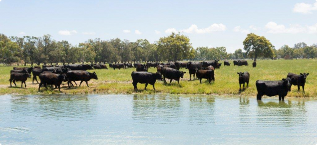 Cattle at a dam