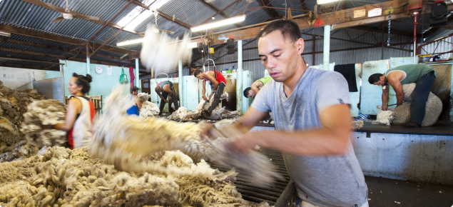 Picture of sheep being sheared in a shed