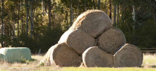 Bales of old hay and silage in a paddock
