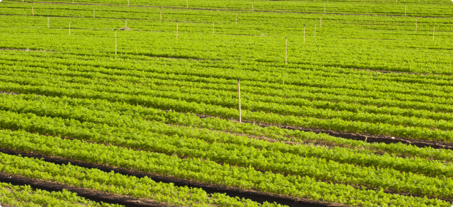 Healthy green carrot crop growing in a paddock