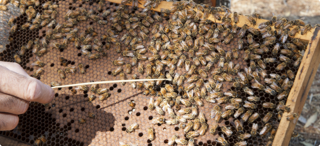 Beekeeper inspecting frame of developing bees