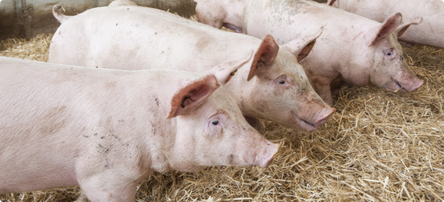 Group pf pigs feeding on hay