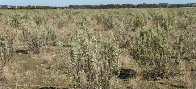 Photograph of a saltbush pasture near Yealering, Western Australia