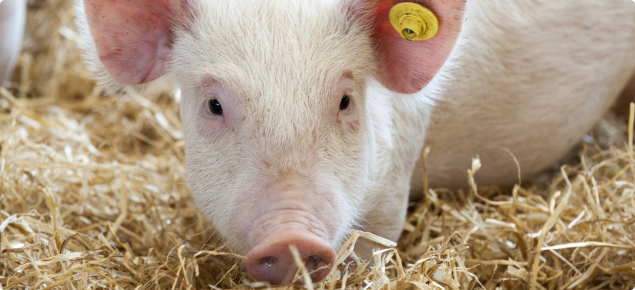 Pigs can be affected by anthrax