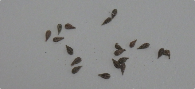 Tar vine seeds are about 3 mm long