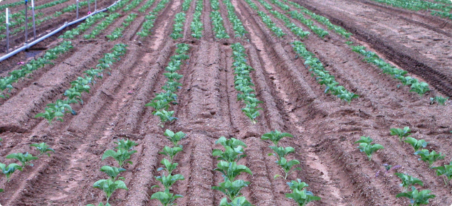 Plots of cauliflowers being grown in two rows and four rows per bed