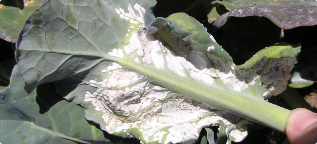 Severe localised infection with many spore containing blisters on underside of leaf