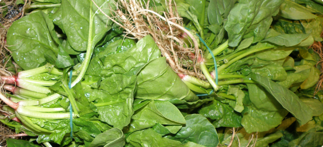 English spinach displayed for sale