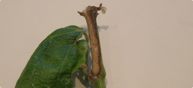 Sclerotinia shoot rot infection of a grape vine showing as a pale brown lesion at the base of a shoot or a node