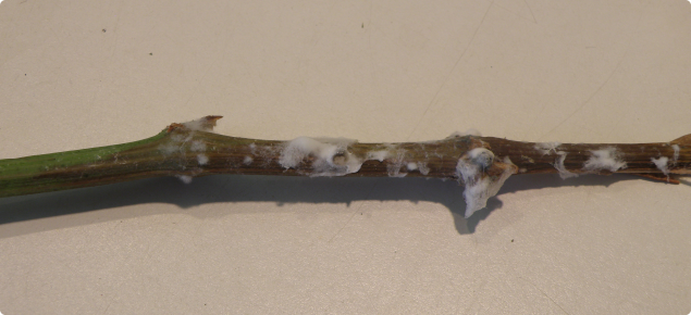 Grape shoot showing the white fungal growth which develops after moist, warm conditions 