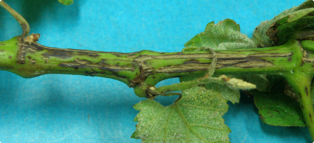 Grape stem infected with Phomopsis viticola showing lesions that may coalesce to form large scabby areas 