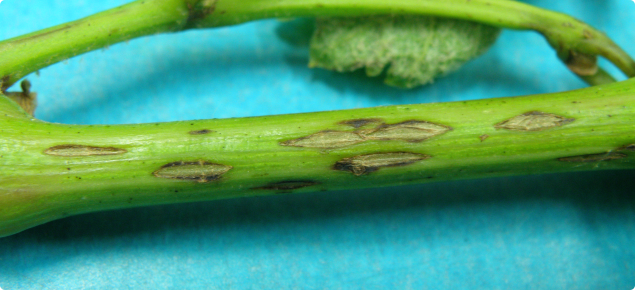 Grape stem infected with Phomopsis viticola showing the small spots which enlarge as the shoot grows 