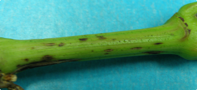Grape stem infected with Phomopsis viticola showing the small spots which develop in spring