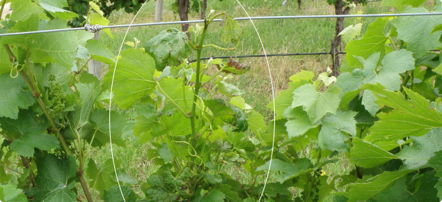 Shoots on grapevines infected with Eutypa lata show cupping leaves and necrotic (dead) margins