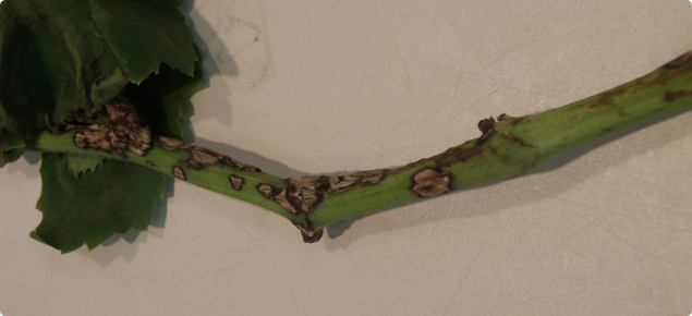 Small circular lesions with grey-white centres on a grape stem